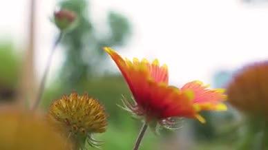 花朵小红花绿植植被自然视频的预览图